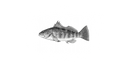 The Spotted Collective - Home